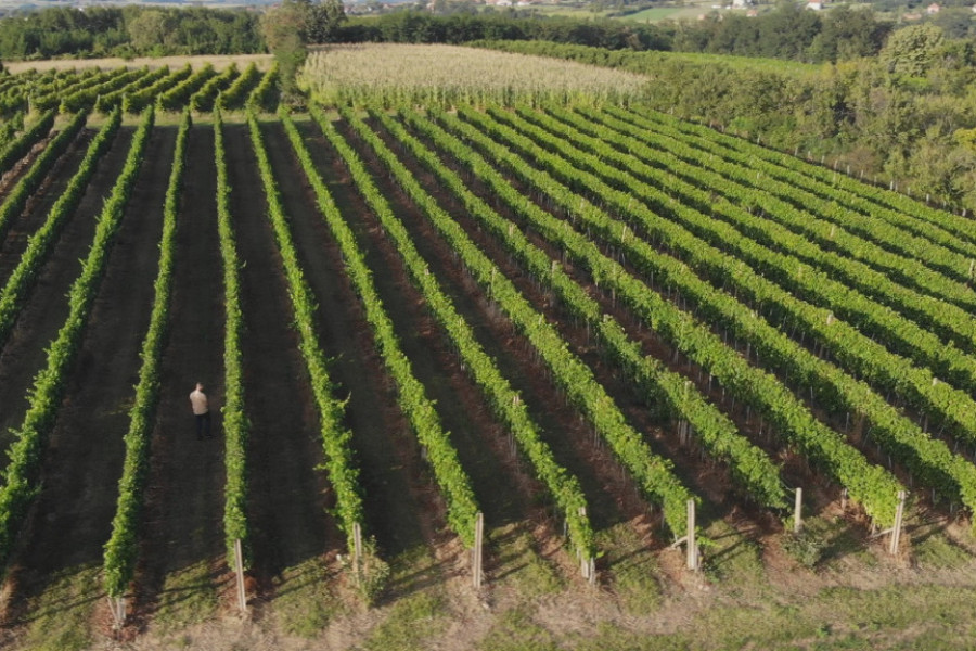 Vinski putevi Srbije: Gde probati najbolje domaće vino