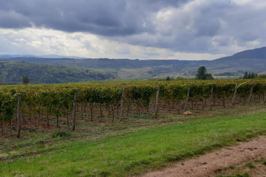 Vinski putevi Srbije: Gde probati najbolje domaće vino