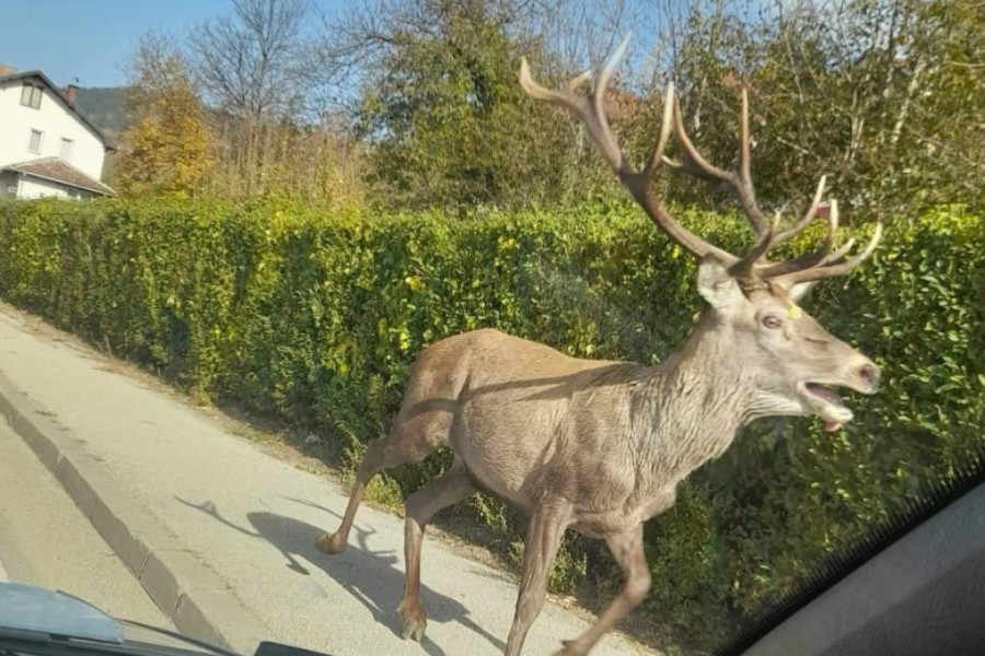 STRAH DA NE ZAVRŠI U ZAMRZIVAČU ILI POD TOČKOVIMA Jelen u punoj snazi i sa velikom rogovima preplivao reku Lim i danima ga viđaju u centru grada