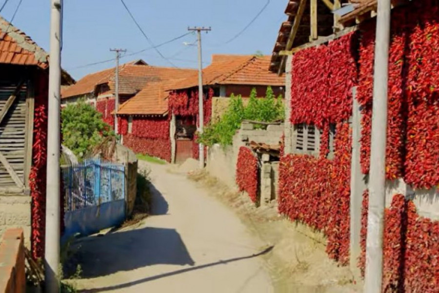 SVETSKI POZNATA NIZAČA "Crveno selo" u okolini Leskovca niže ovu nadaleko čuvenu papriku (FOTO/VIDEO)