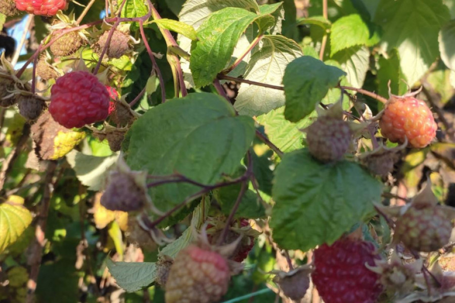 PRIRODA NE PRESTAJE DA IZNENAĐUJE U SRBIJI Miholjsko leto iznedrilo crveno zlato u Arilju, malinari u čudu (FOTO/VIDEO)