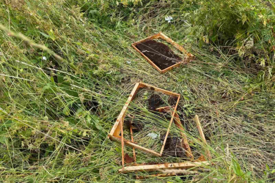 MEČKA OPET ZAIGRALA PRED VRATIMA IVANJIČANA I NAPRAVILA LOM Prvi put u istoriji zabeleženo da je ova krupna zver sišla sa Golije i stigla do sela Međurečje