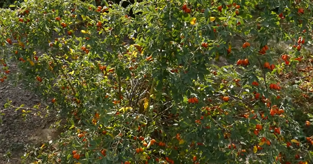 RASTE KAO KOROV, A TOMISLAVU GODIŠNJE DONESE 7.000 EVRA Svi su se smejali ovom Zlatiborcu kada je počeo da sadi ovu biljku, sada mu zavide (FOTO)