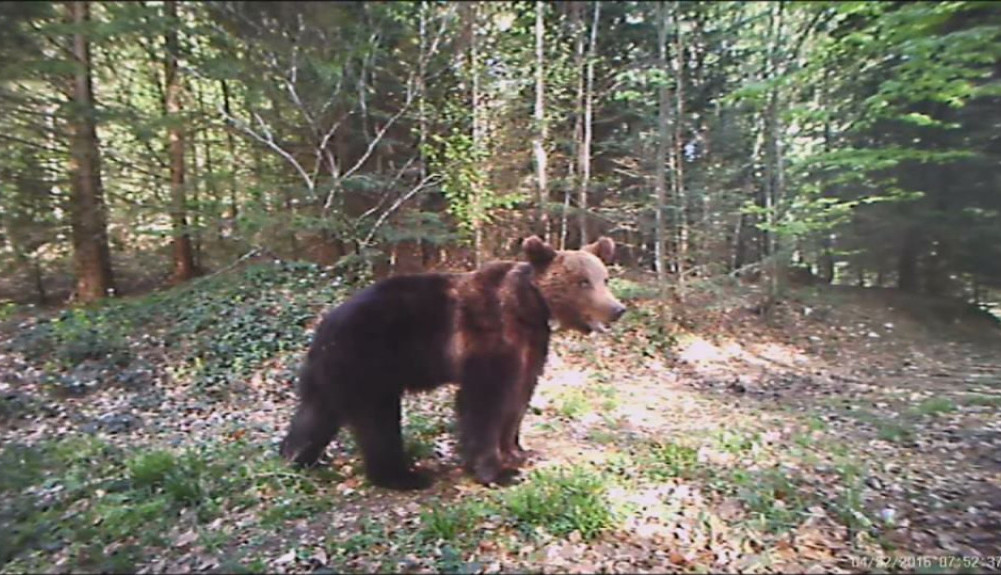 ODBAČENO OD MAJKE, GLADNO I DEZORIJENTISANO Ovo je istina o mečetu sa Zlatibora o kom je pre par dana brujala Srbija