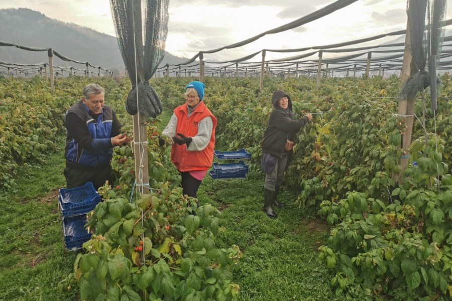 ZANIMLJIV OGLAS I VELIKA POMAMA: Direktorska plata za berače crvenog zlata, za 20 dana do nje