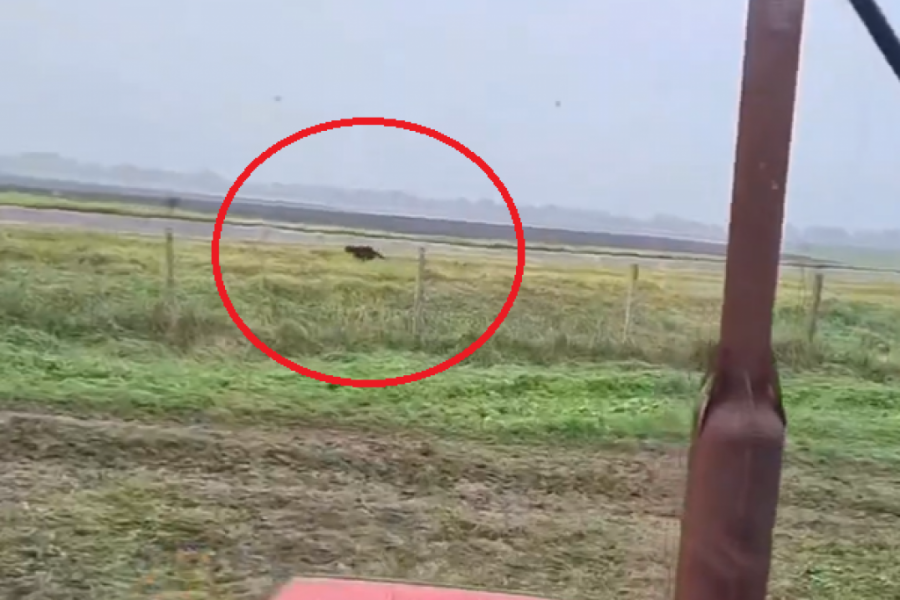 CRNI PANTER SE VRATIO Opasna životinja ponovo snimljena u Srbiji, više nije u Apatinu - potraga se nastavlja (VIDEO)