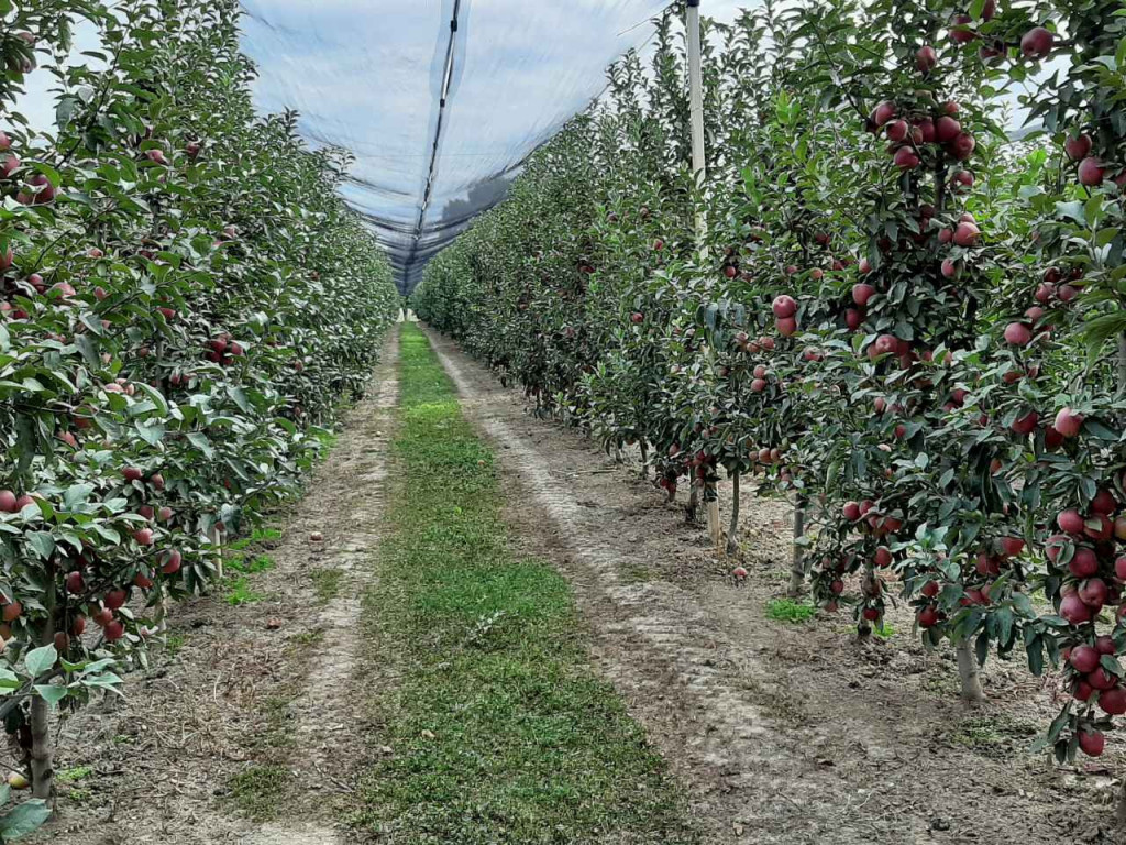 OSUĐENICI IMALI VELIKU ULOGU Okružni zatvoren u Smederevu predstavio svoju rakiju (FOTO)