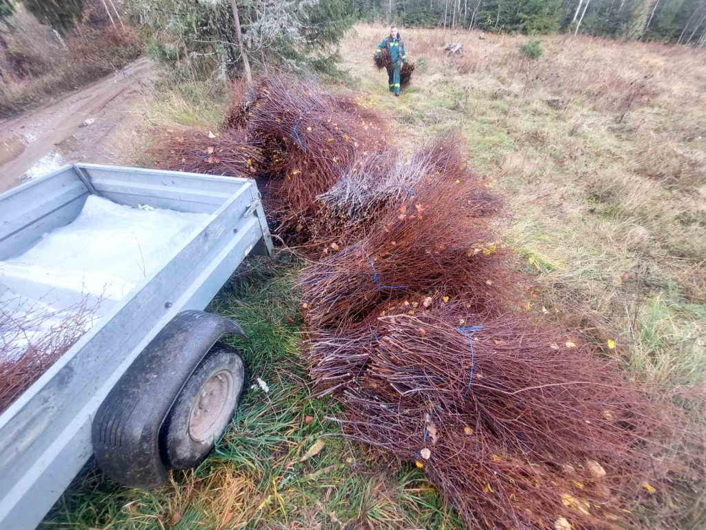 PREKO ZIME I DO 80 EVRA DNEVNO Njegoš kad obere papriku i kupus ide u šumu, skuplja brezove grančice i od njih pravi metle (FOTO)