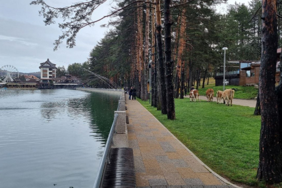 KAKO SE NEKADA ZVAO ZLATIBOR? Srpska planina nekada je nosila drugo ime, a evo i kako je dobila današnje