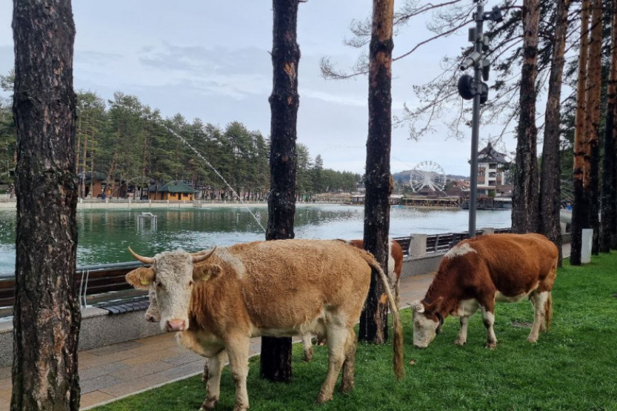 NEOBIČNI GOSTI BEZBRIŽNO ŠETAJU ZLATIBOROM Turisti kažu - planina nije izgubila dušu