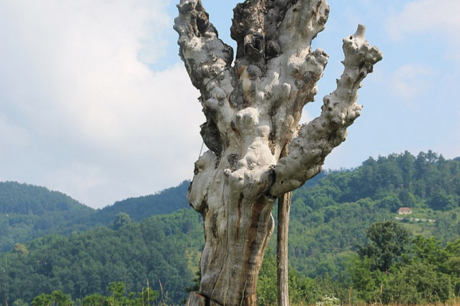 MISTERIJA NA JELICI TRAJE VEKOVIMA Da li srpska planina nosi ime po prelepoj Gružanki ili Svetom Iliji?