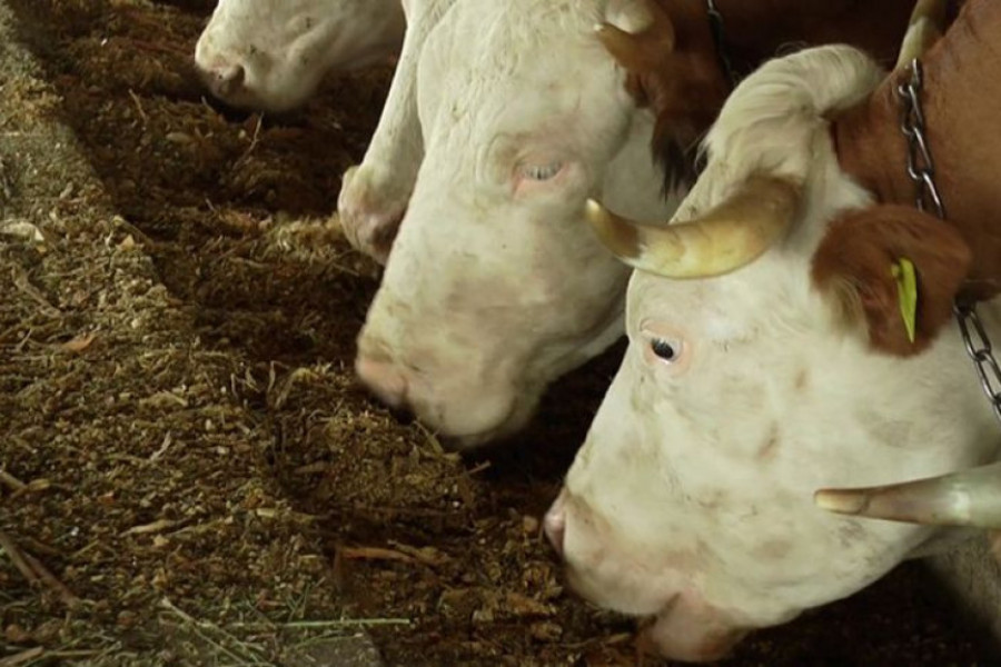 Poskupljenje ove namirnice donelo i bolju računicu za vredne stočare, Sedlarevići iz Dragačeva ne odustaju od proizvodnje