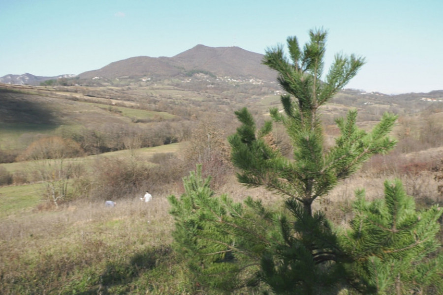 VUKAŠINOVA ŠUMA - SVAKO DRVO ZLATA VREDNO Stefan zasadio desetine stabala kako se ne bi "disalo na škrge"