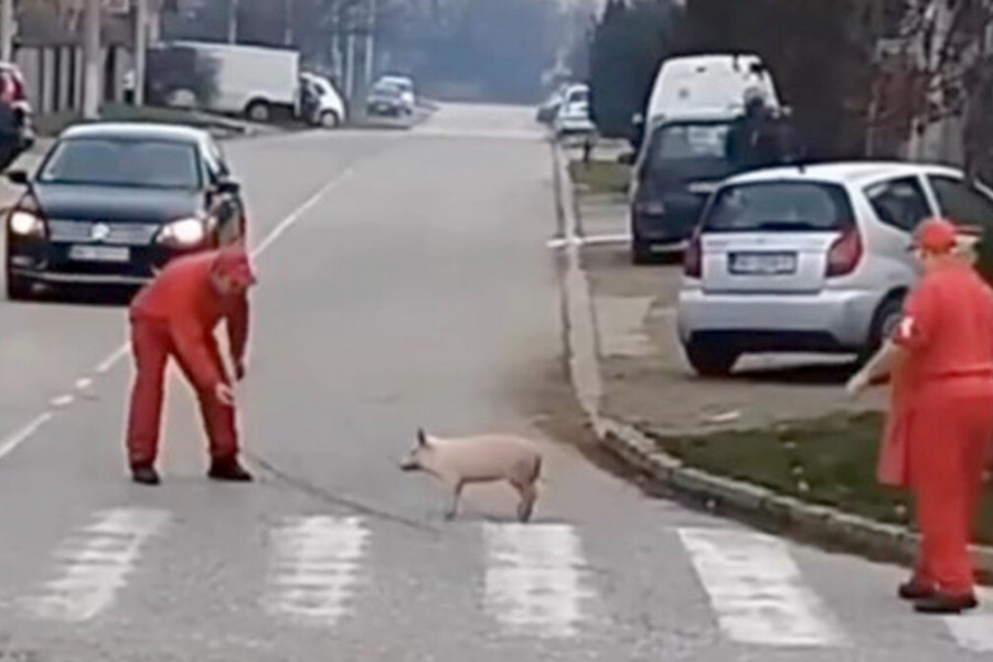 „Zaslužio pomilovanje“: Najluđi događaj stiže s Altine i dostojan je filma (VIDEO)