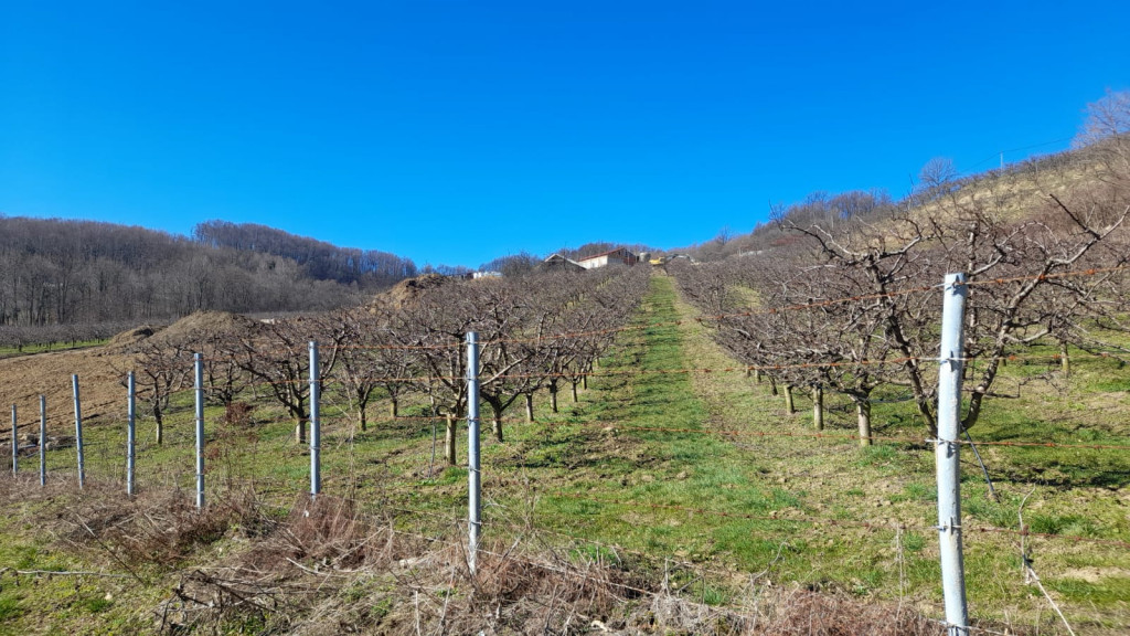 SAVETI ZA VOĆARE Sunčani dani pokrenuli vegetaciju, voćari u strahu, šta raditi da nam se ovogodišnji rod ne desetkuje?