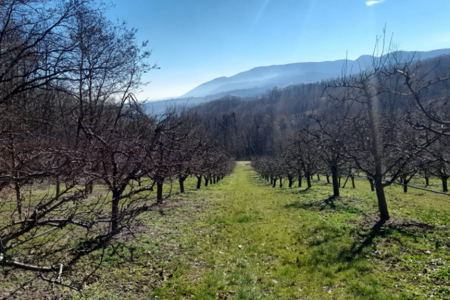 SAVETI ZA VOĆARE Sunčani dani pokrenuli vegetaciju, voćari u strahu, šta raditi da nam se ovogodišnji rod ne desetkuje?