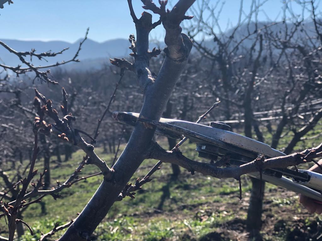 SAVETI ZA VOĆARE Sunčani dani pokrenuli vegetaciju, voćari u strahu, šta raditi da nam se ovogodišnji rod ne desetkuje?