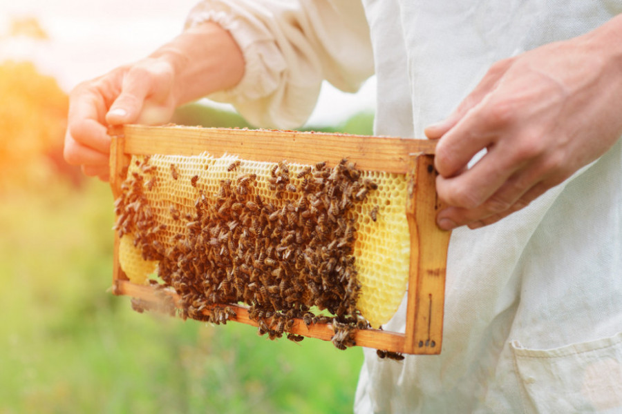 PČELE U SRBIJI I BOSNI NE PROIZVODE SAMO MED Mnogi bacaju ovaj otrov, ali on se prodaje za 25.000-70.000 evra