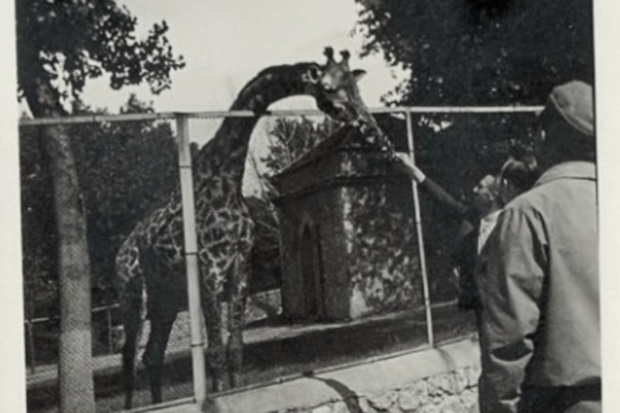 JEDINSTVENA OAZA U KRUGU DVOJKE Kako je izgledao “Zverinjak” kad je otvoren 1936. godine (FOTO)
