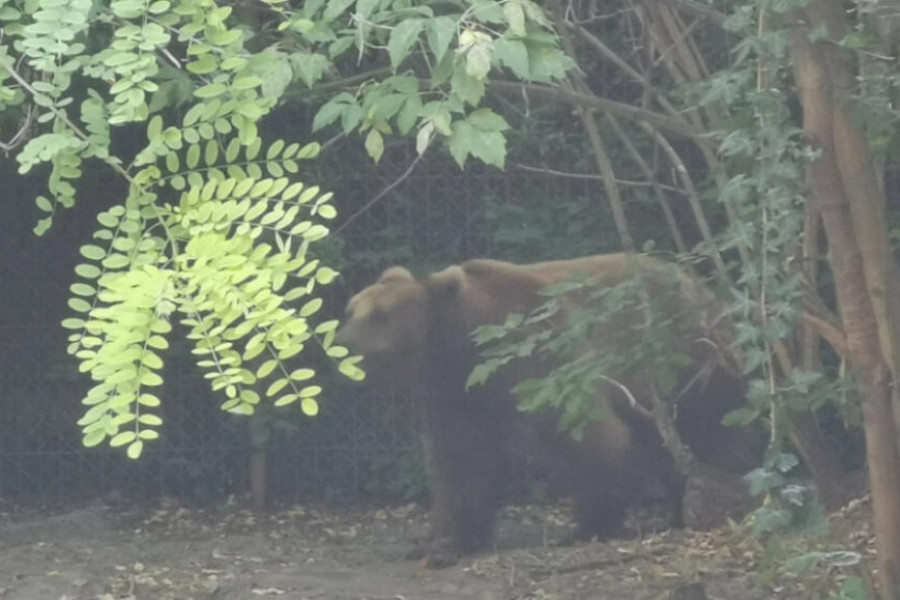 BAKA ANĐELIJA OČI U OČI SA MEDVEDOM Ispred nje došao i pokupio ovna od 90 kilograma, u zubima ga odneo u šumarak i tamo dokusurio