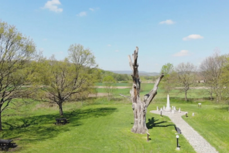 "VESTI SA NEBESA" Drvo zapis "predvidelo" sve nesreće Obrenovića, a najavilo i propast Slobodana Miloševića