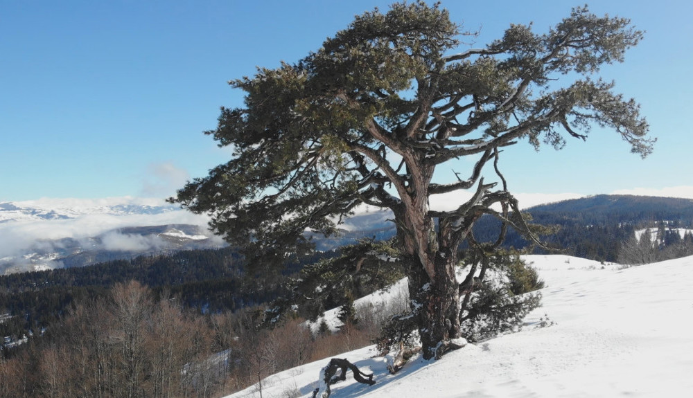 Kamena Gora