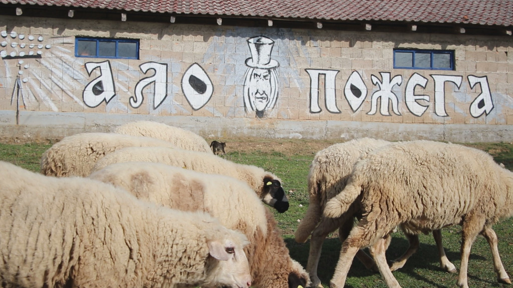 GLADNI VUKOVI OVDE NE SMEJU NI DA PRIĐU Ovce u selu Ruda Bukva već godinama čuvaju zmajevi, stara štala postala je prava atrakcija zahvaljujući samo jednom potezu vlasnika