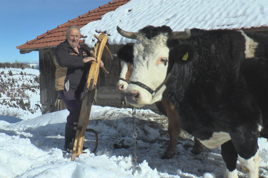 Volovi su najbolji prijatelji meštana na Kamenoj Gori: Ove životinje svakodnevno probijaju snežne smetove i čiste put do zavejanih domaćinstava