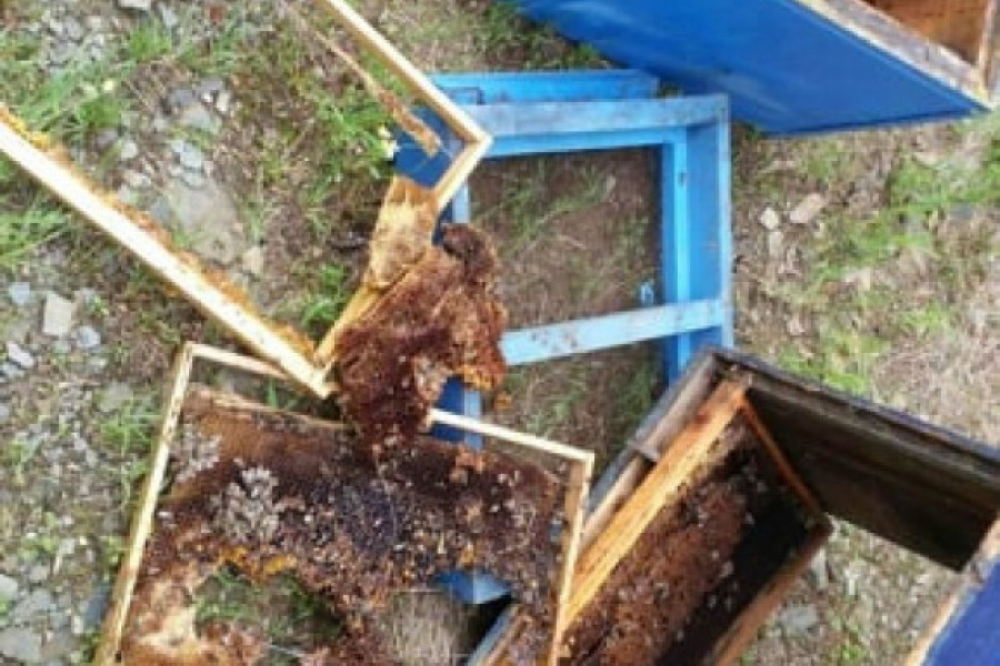 Probudili se iz zimskog sna i krenuli u pohod da se zaslade: Dva medveda preskočila bodljikavu žicu i napravila haos