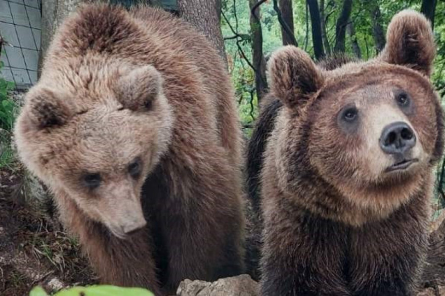 Neverovatan prizor sa Ozrena, one su najpitomije i najumiljatije medvedice na Balkanu: Maša i Ljubica obožavaju ljude i jednu im iz ruke, ali i prave male nestašluke