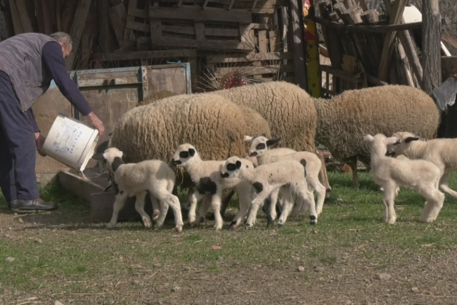 Prirodni fenomen u Šumadiji! U selu Ljuljaci ovca Belka na svet donela čak pet jagnjadi: Domaćin Milisav ostao u čudu, ovako nešto ne pamte ni najstariji meštani