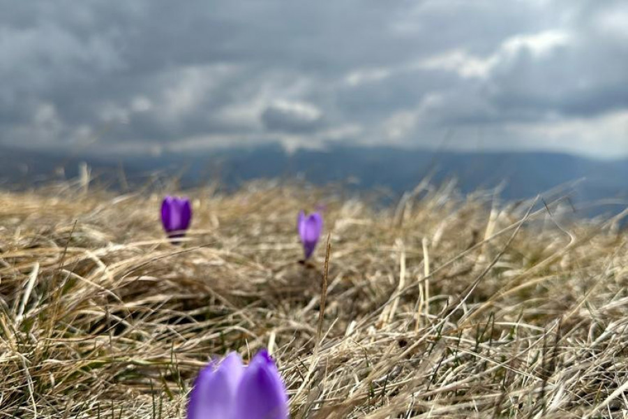 ŠAFRAN JE NAJSKUPLJI ZAČIN NA SVETU, A IMA GA U IZOBILJU NA OVOJ SRPSKOJ PLANINI Cveta samo tri sedmice godišnje, a vreme mu je SAD