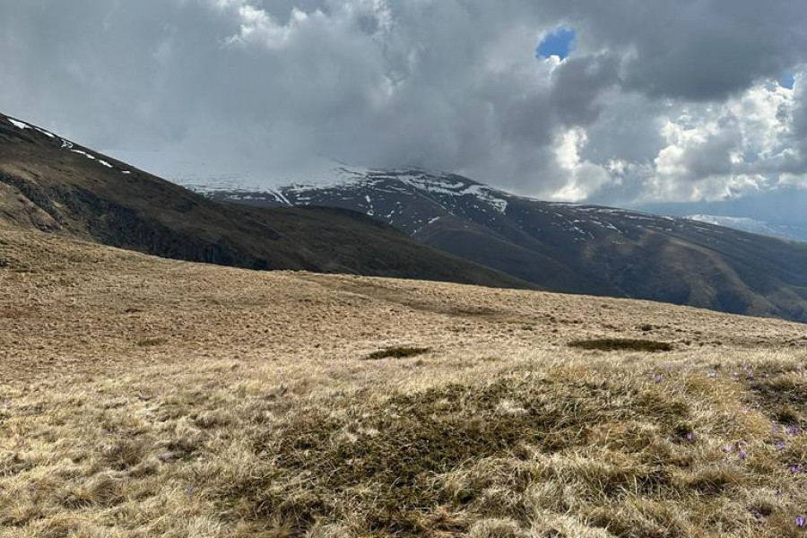 Čistina bez gljiva: Znak svetog mesta u šumi?