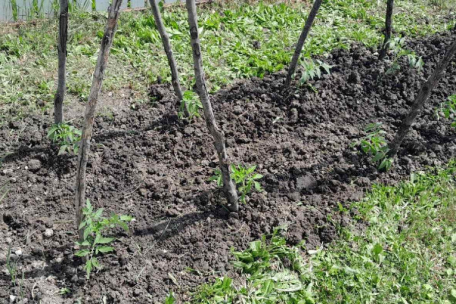 AKO ŽELITE DA VAM PARADAJZ RAĐA OD JULA DO NOVEMBRA POSADITE GA OVAKO: Biće otporan na sve bolesti