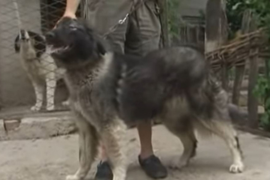 ODLIČAN KUĆNI LJUBIMAC Zašto je srpski pastirski pas zapostavljen?
