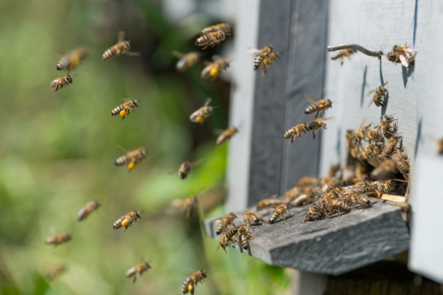 MOŽE DA BUDE VEOMA OPASNO Evo šta nikako ne smete raditi ako vas ubode pčela