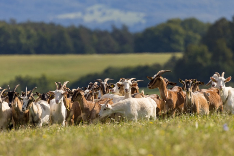 životinje, farma, koze