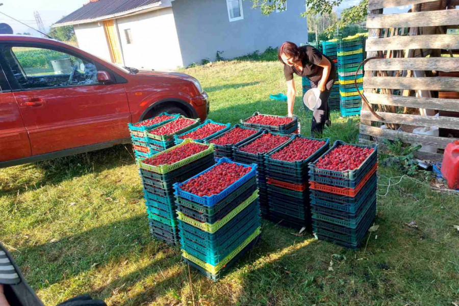 branje malina