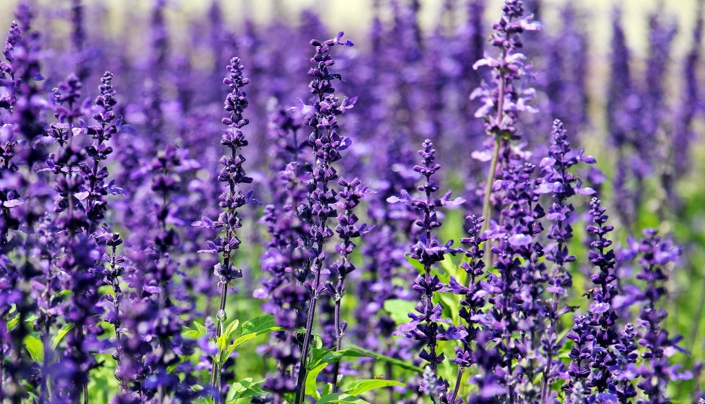 lavanda