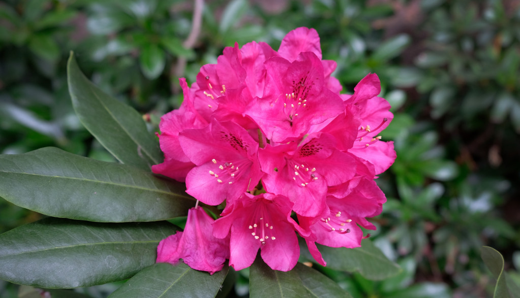 rododendron