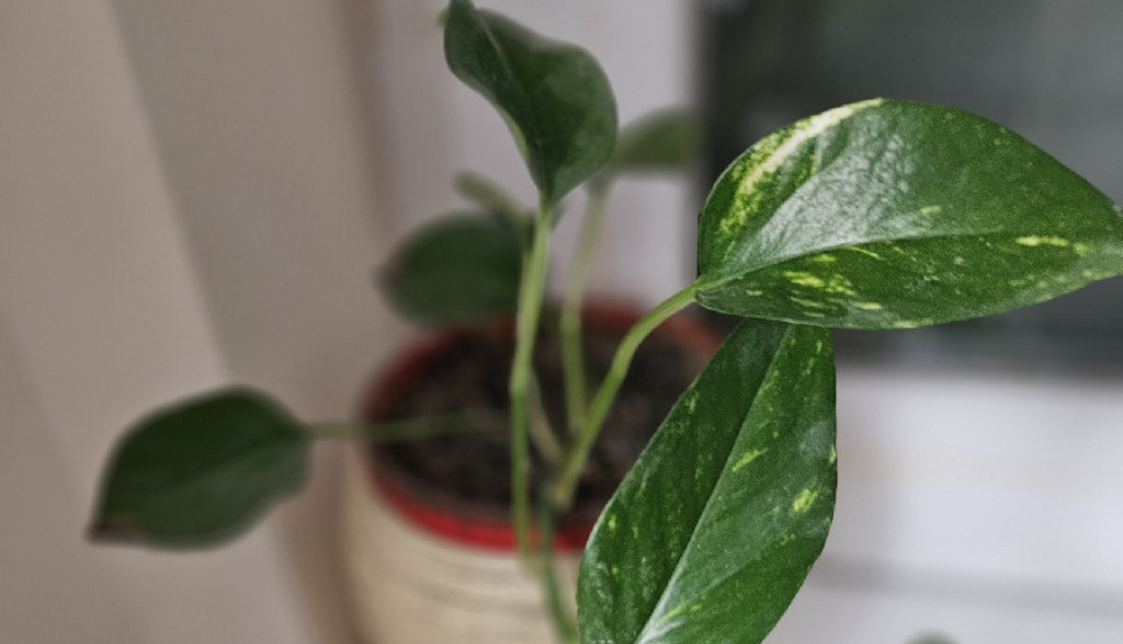 Energetski dobre sobne biljke