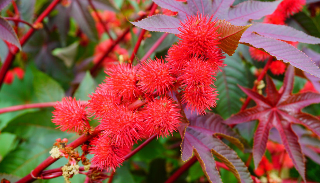 ricinus