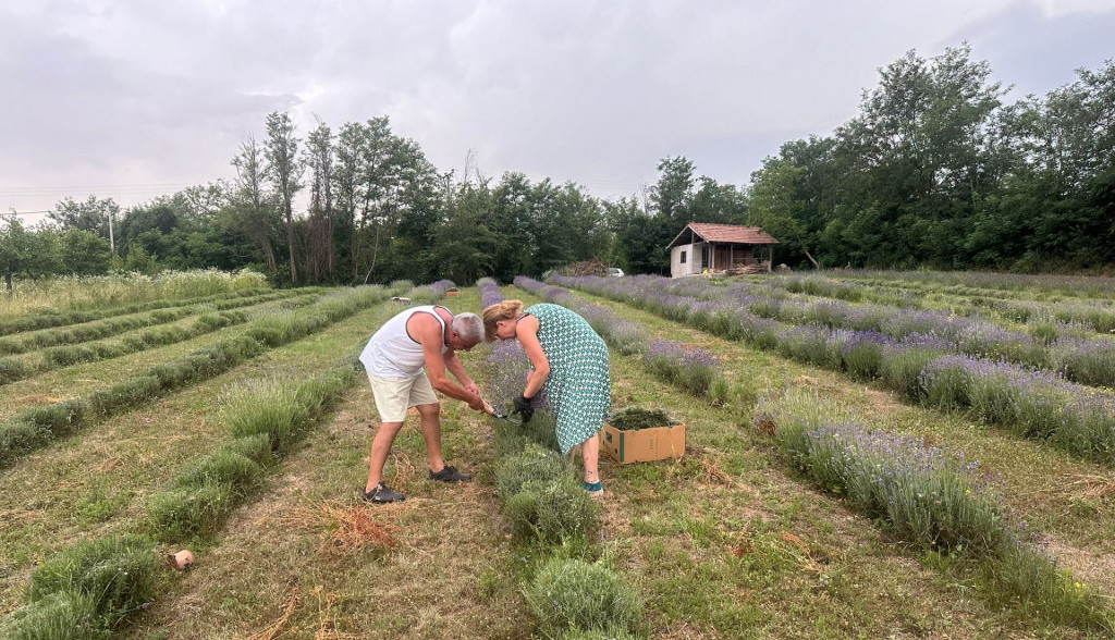 lavanda