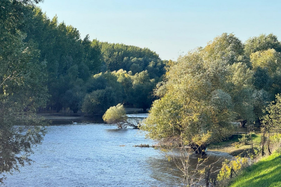 Petrovaradinsko-koviljski rit