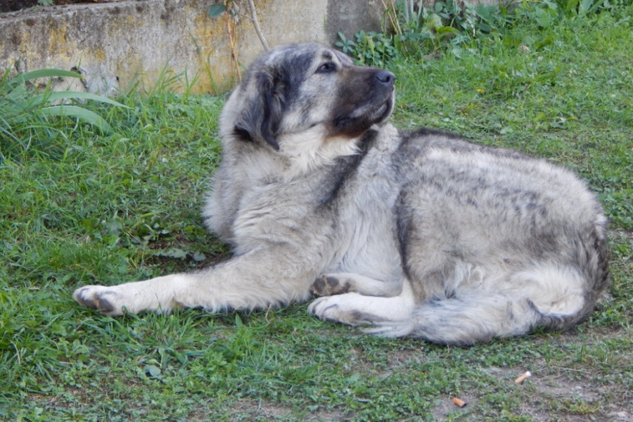 Šar planina