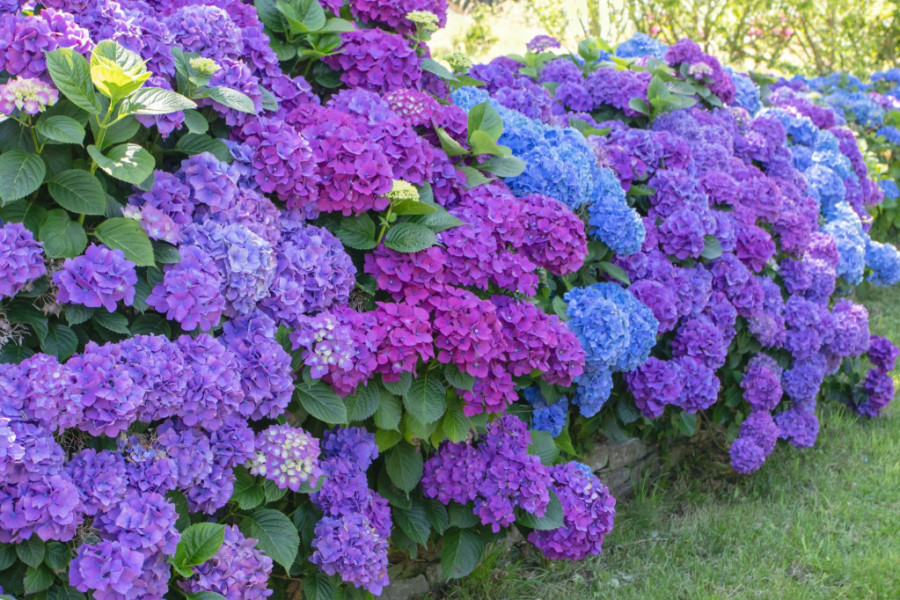 Hortenzije