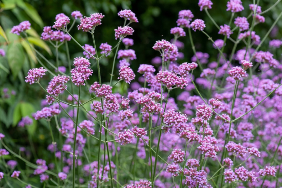 verbena