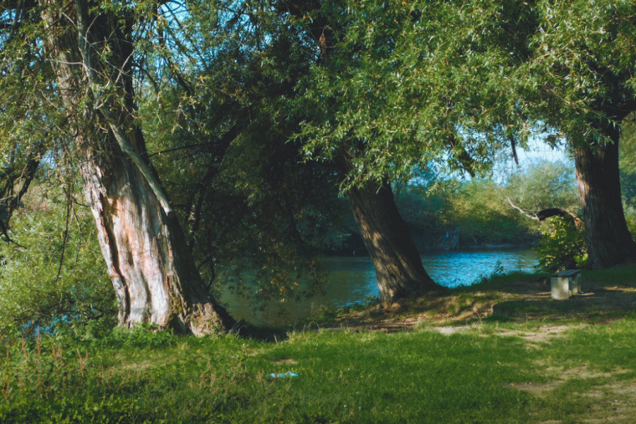 vrba