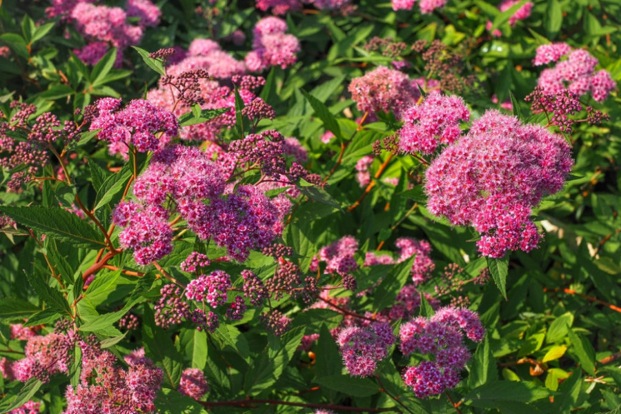 spirea