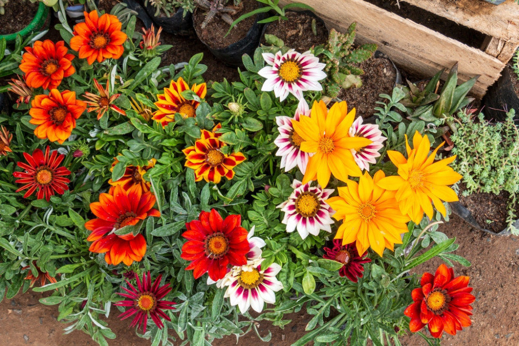gazanija
